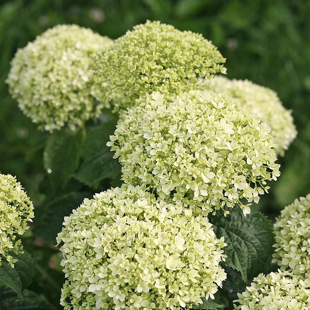 Hydrangea arborescens Invincibelle Limetta®