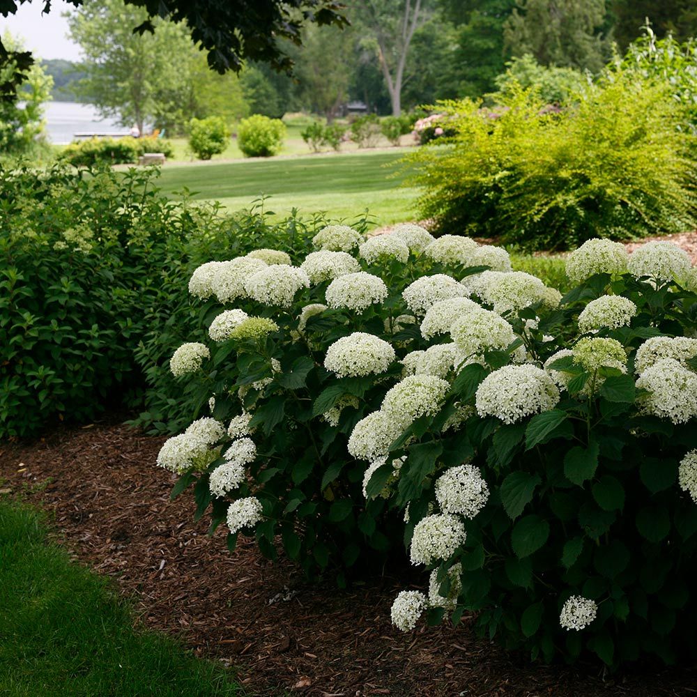 Hydrangea arborescens Invincibelle Limetta® White Flower Farm