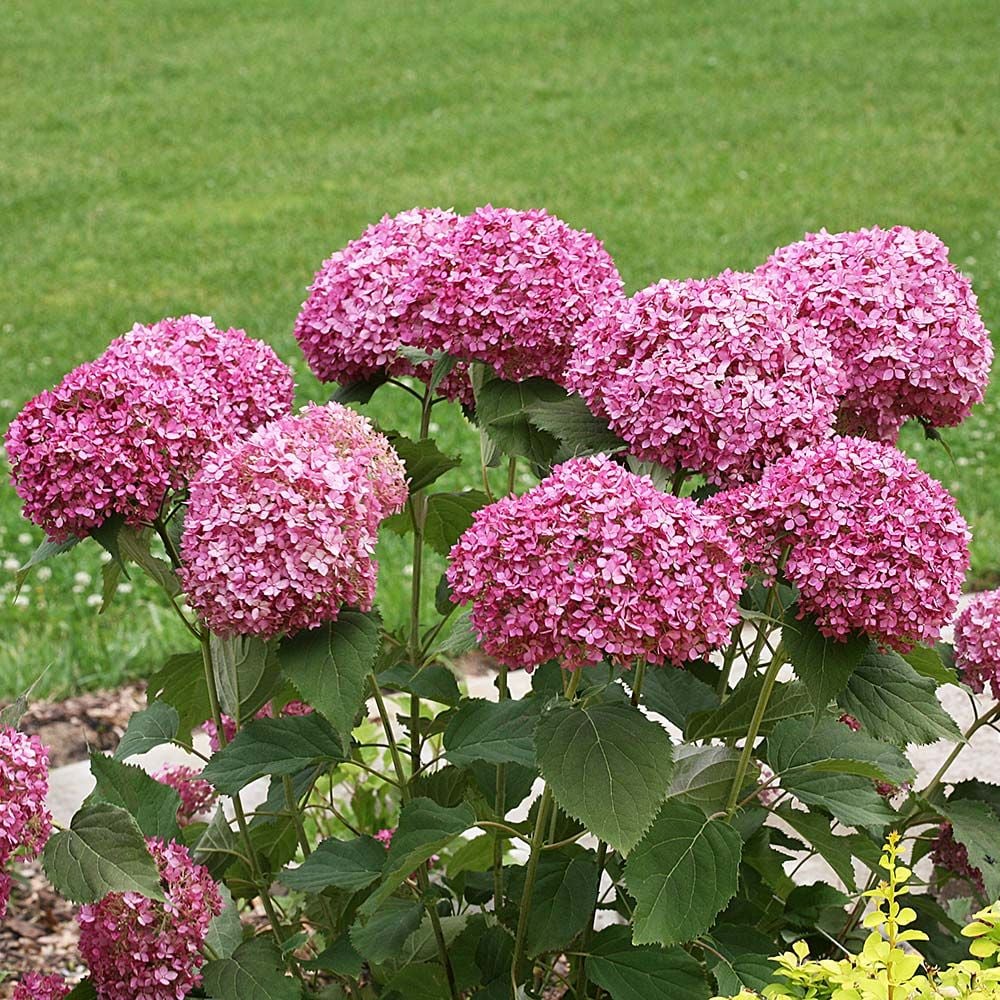 Hydrangea arborescens Invincibelle Mini Mauvette®