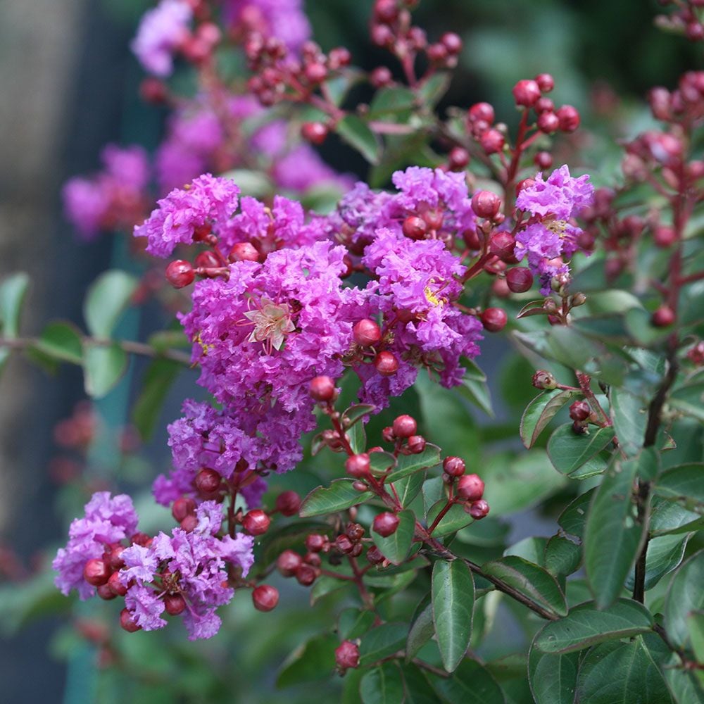 Lagerstroemia indica Infinitini® Purple