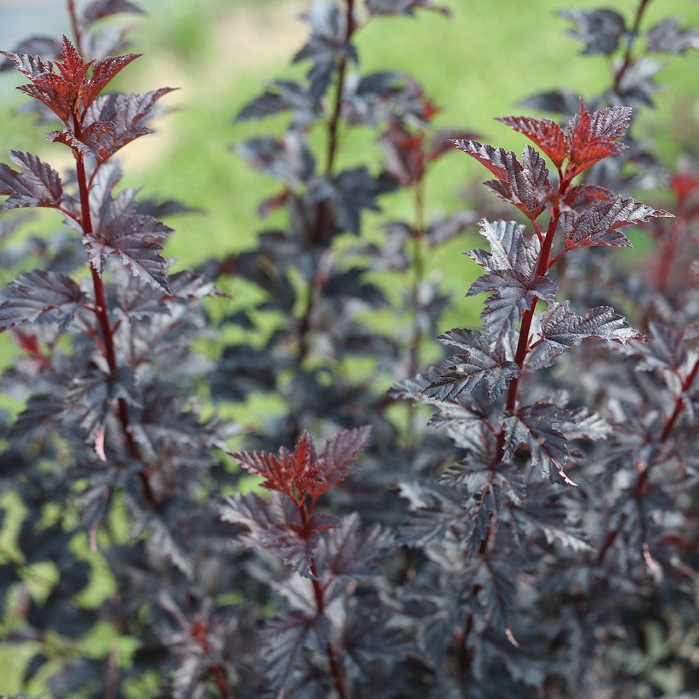 Physocarpus opulifolius Summer Wine® Black