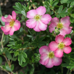  Potentilla fruticosa Happy Face Hearts®