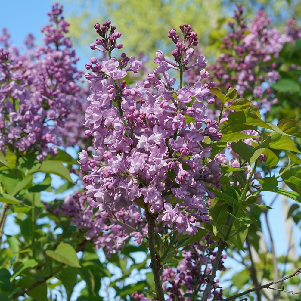 Syringa x hyacinthiflora Scentara® Double Blue