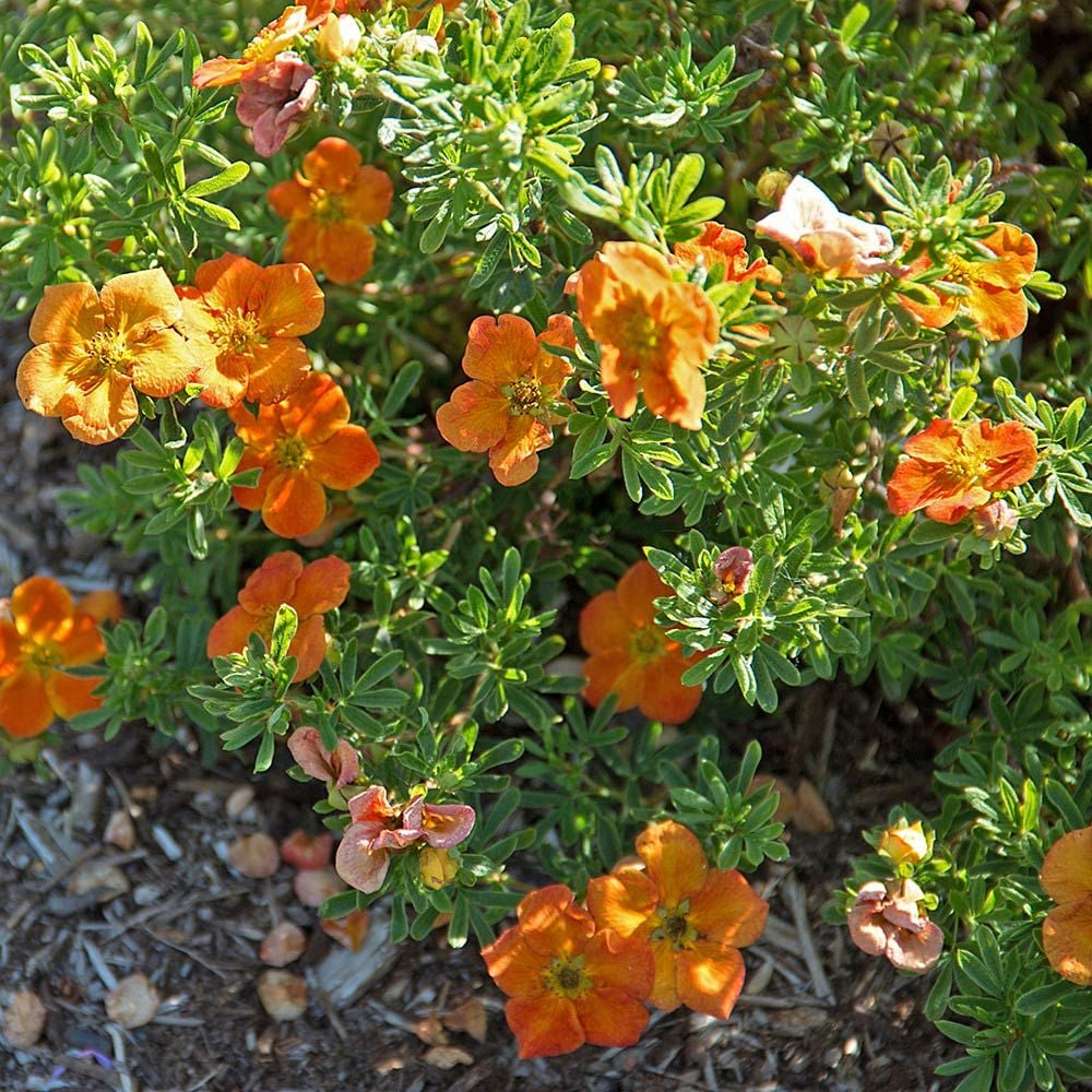 Potentilla fruticosa Bella Sol™