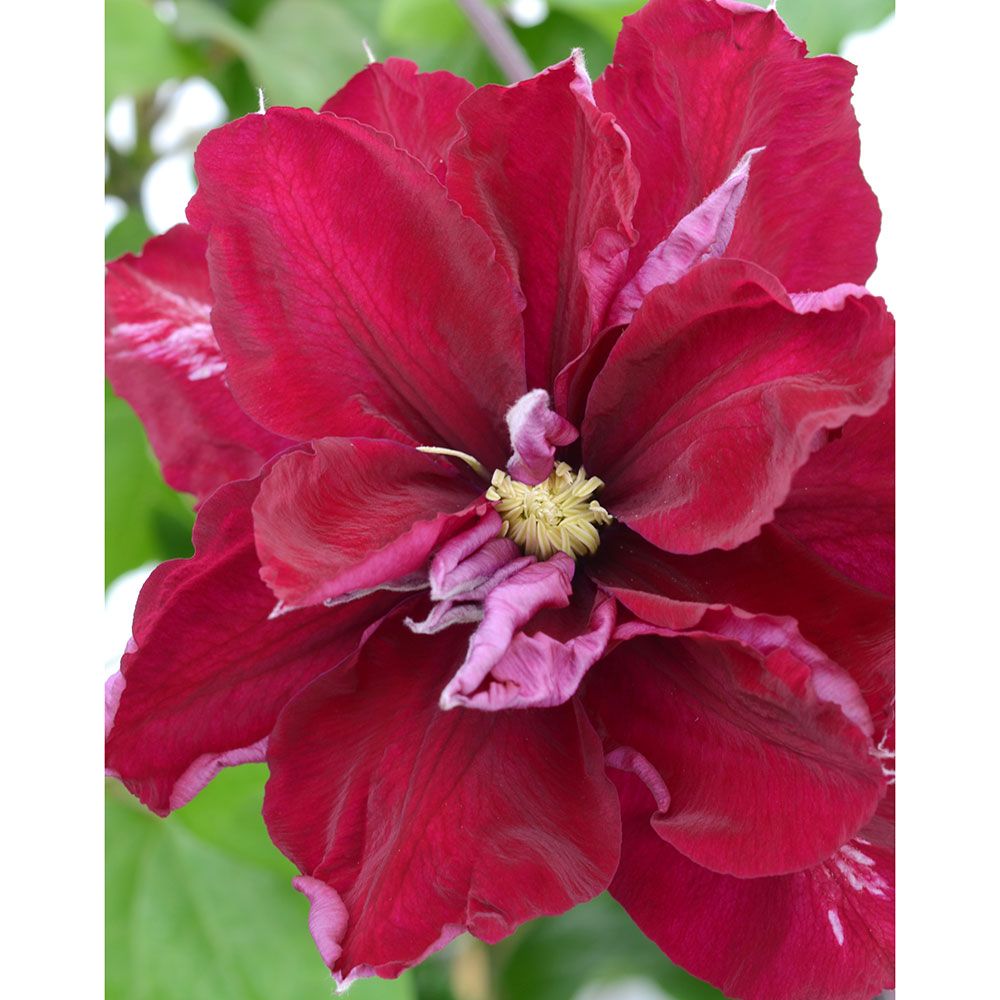 Clematis Charmaine™ Regal® White Flower Farm