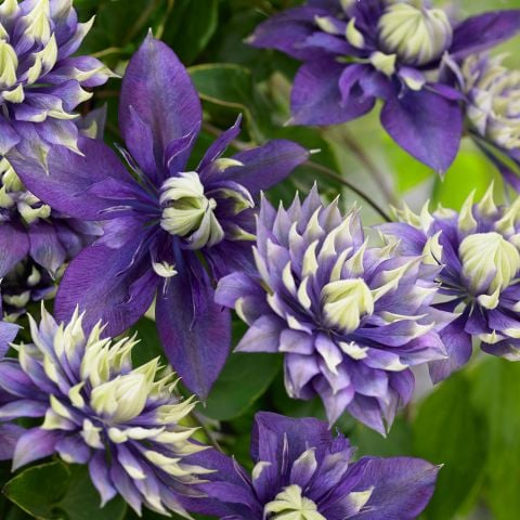  Clematis 'Taiga'