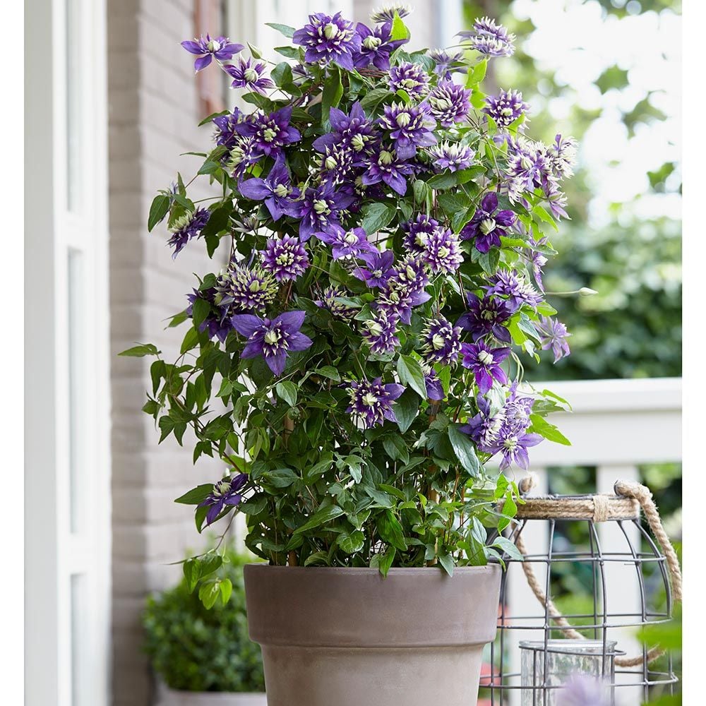 Clematis Taiga White Flower Farm