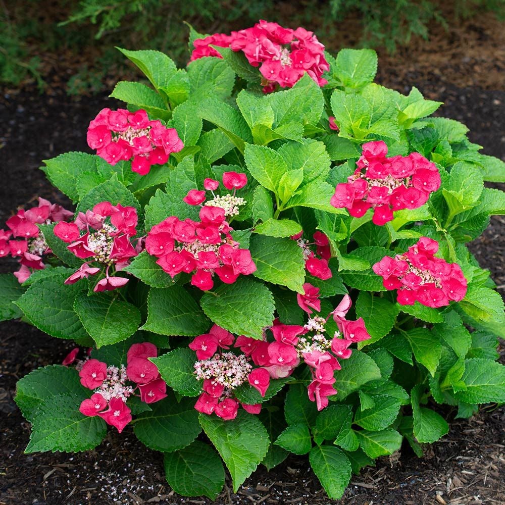 Hydrangea macrophylla Cherry Explosion