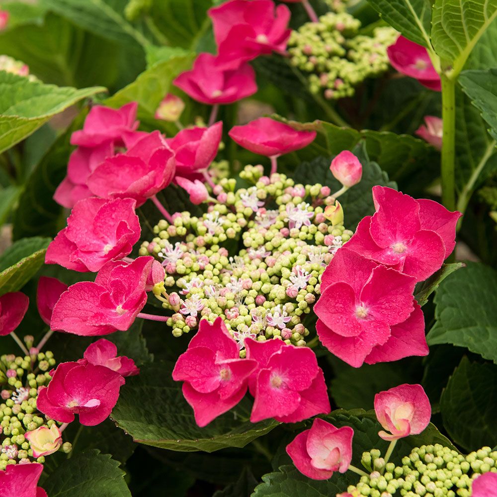 Hydrangea macrophylla Cherry Explosion | White Flower Farm
