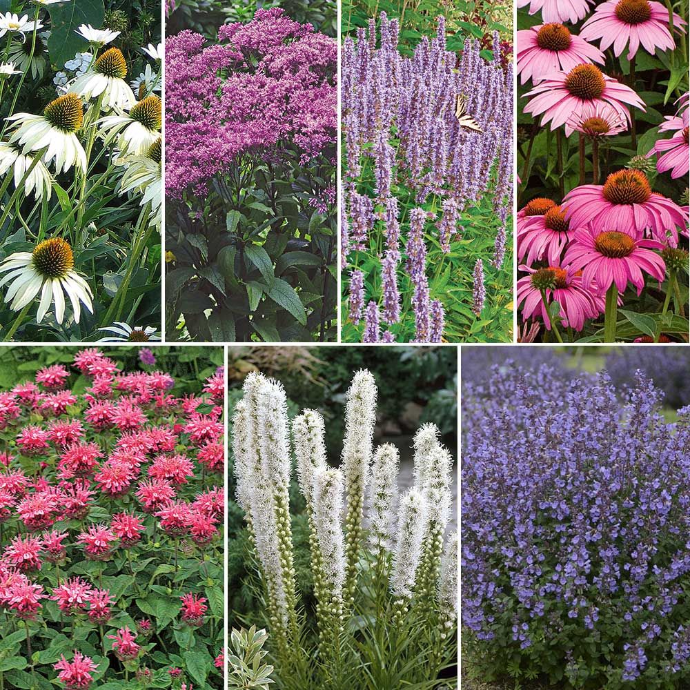 HummingbirdButterfly Garden for Sun White Flower Farm