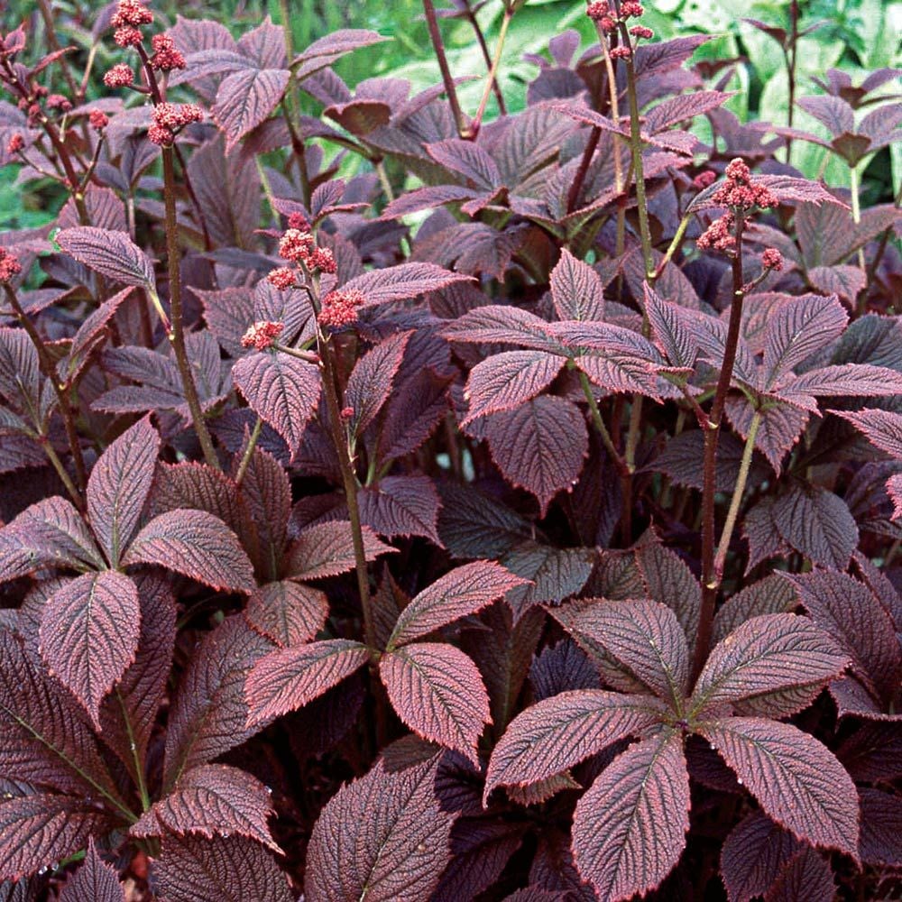 Rodgersia pinnata 'Chocolate Wing'