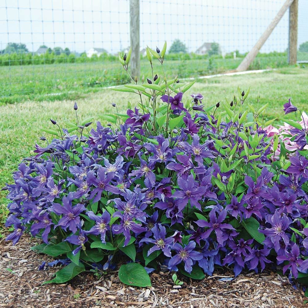 Clematis Sapphire Indigo™