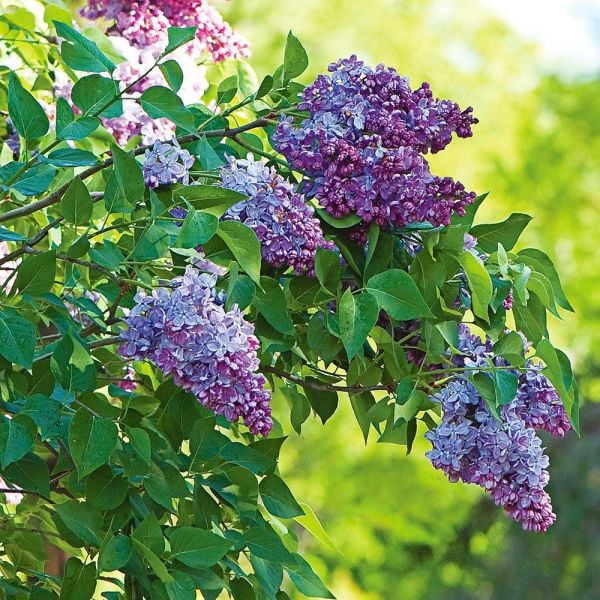 Syringa vulgaris 'President Lincoln' White Flower Farm