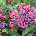  Pulmonaria 'Raspberry Splash'