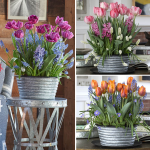  Three Months of Winter Bulb Gardens, January-March