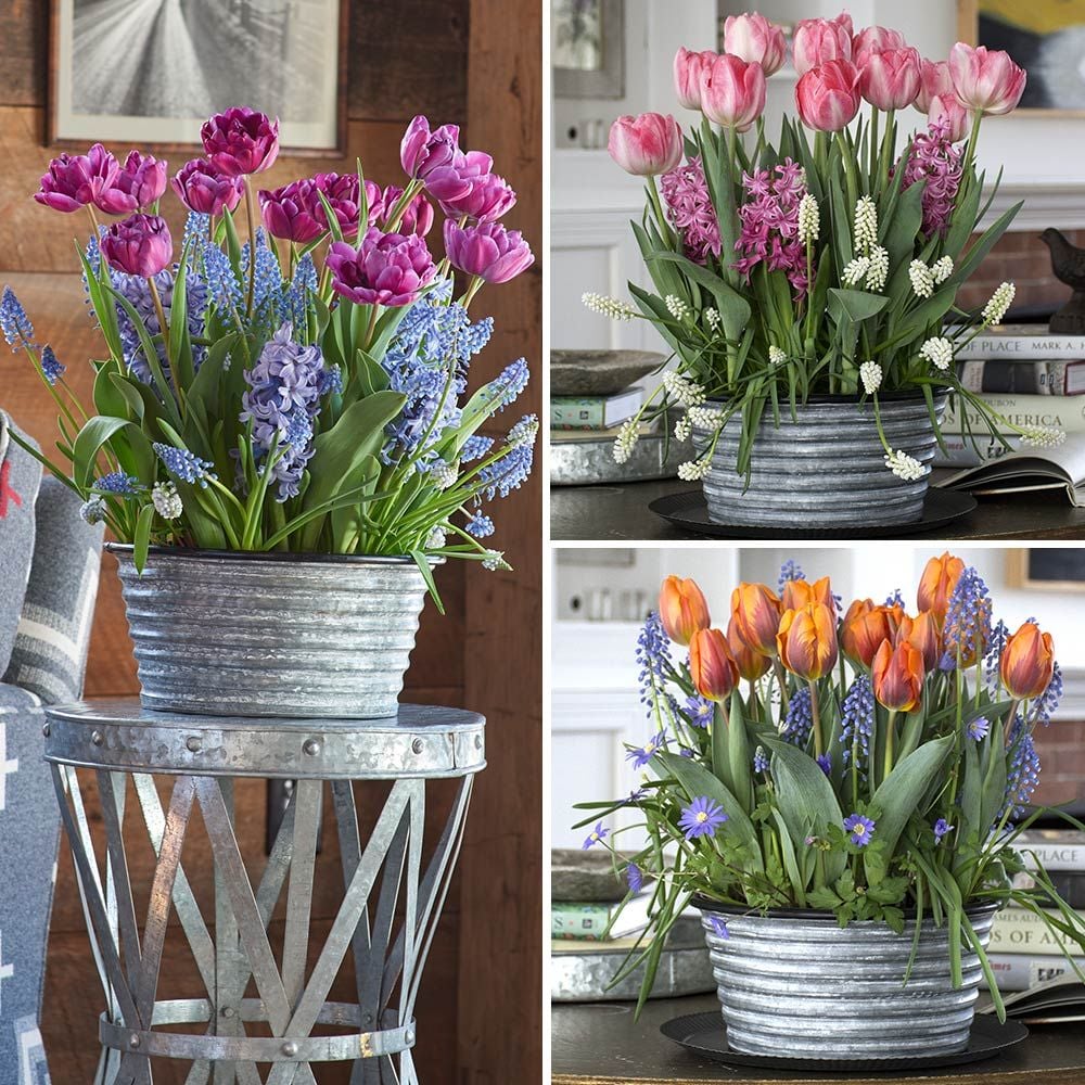 Three Months of Winter Bulb Gardens, January-March