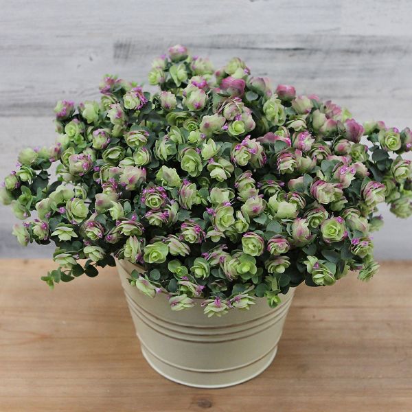 Oregano 'Kent Beauty' in cream cachepot White Flower Farm