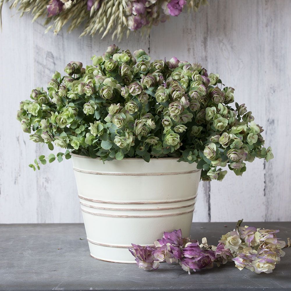 Oregano 'Kent Beauty' in cream cachepot