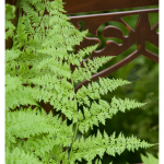  Athyrium filix-femina - Lady Fern