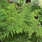  Athyrium filix-femina - Lady Fern