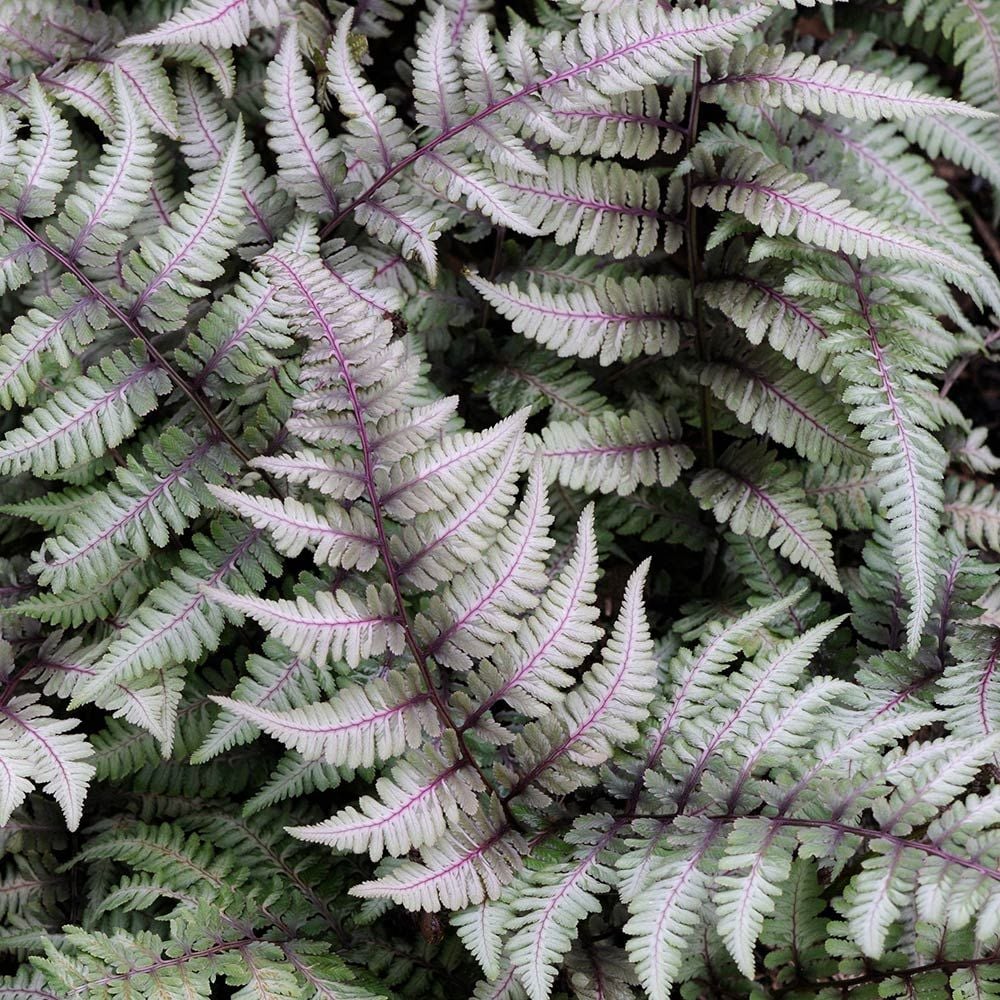 types of ferns