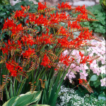  Crocosmia 'Lucifer'