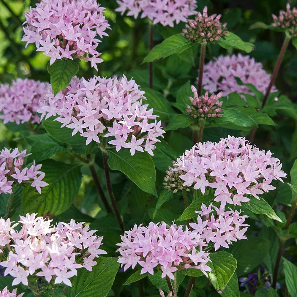 Pentas lanceolata 'Bunnie du Pont'