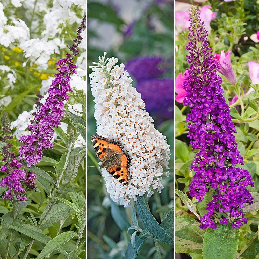 Butterfly Hedge