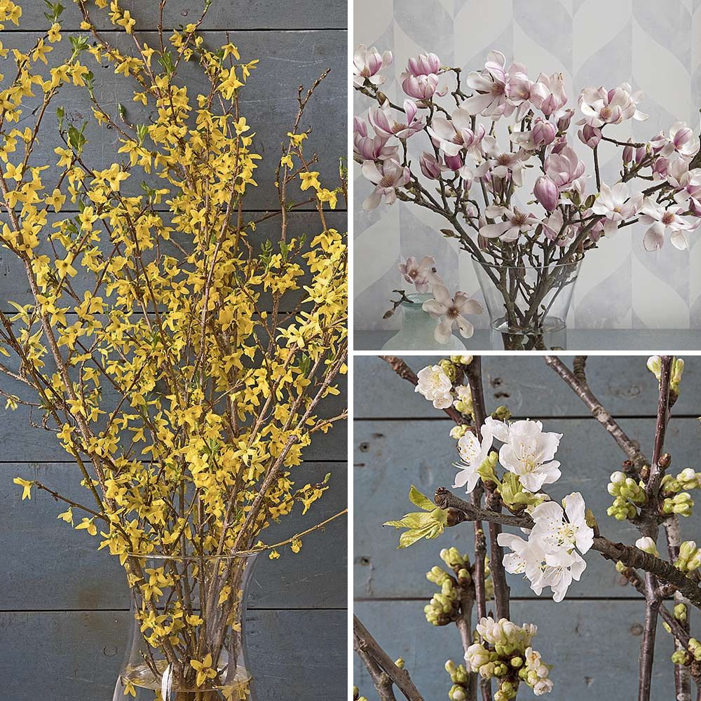 Flowering Branches Continuity White Flower Farm