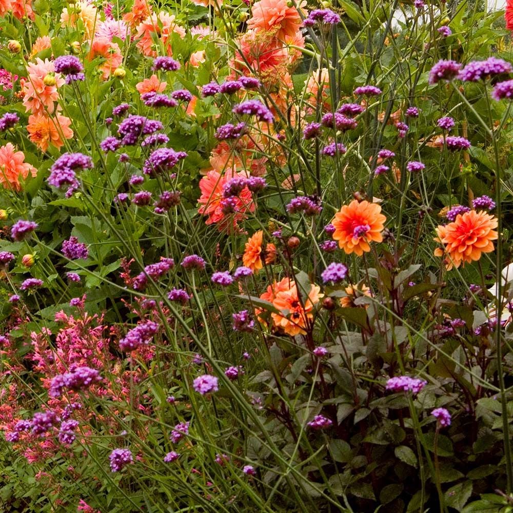 Verbena bonariensis White Flower Farm