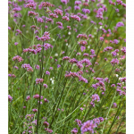  Verbena bonariensis