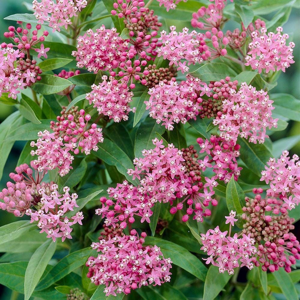 Asclepias incarnata 'Cinderella'