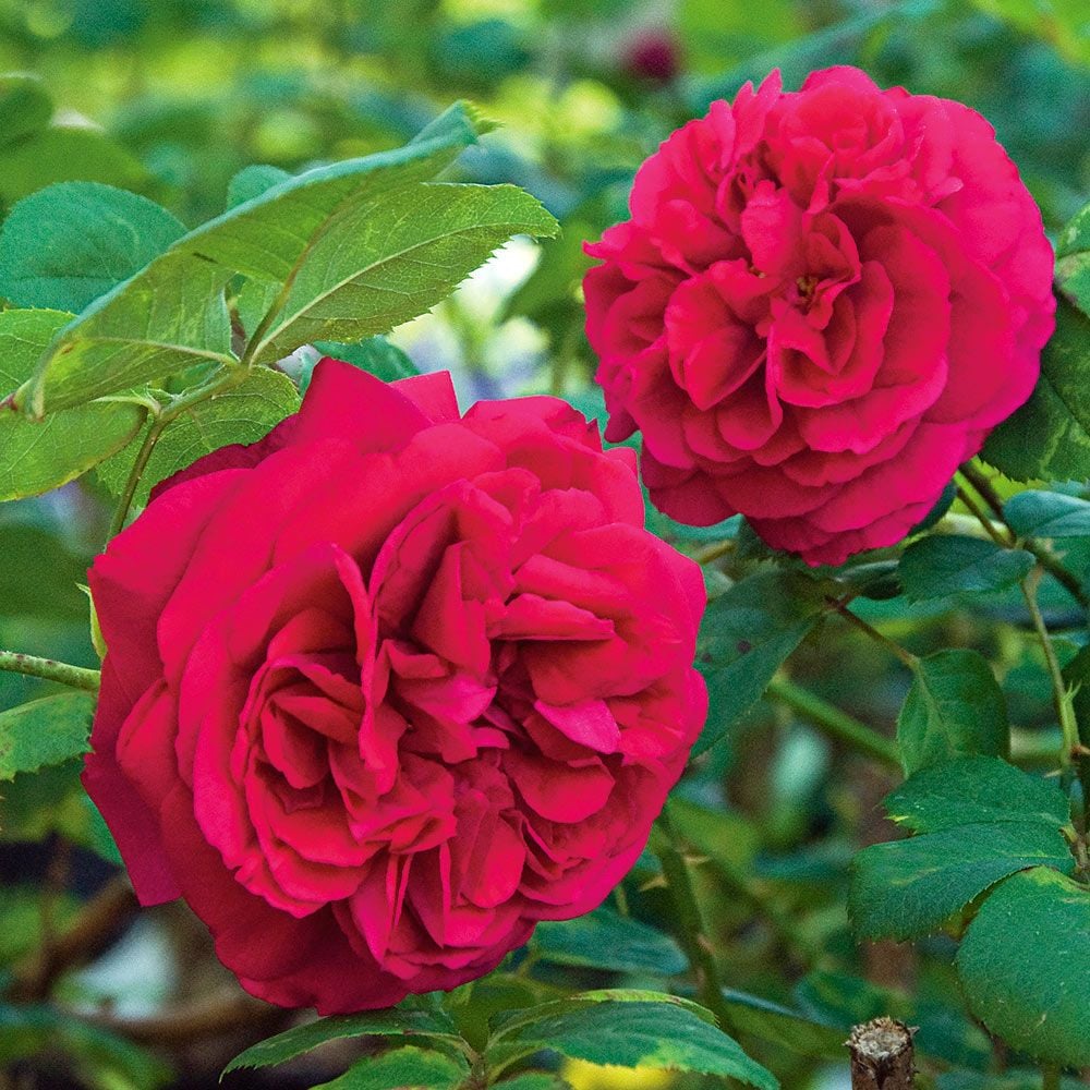 Rose Tess of the d'Urbervilles®