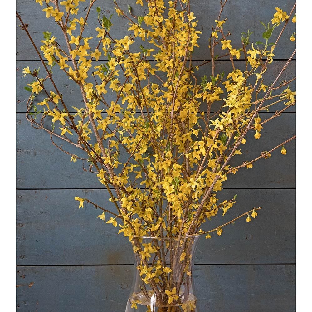 Flowering Branches White Flower Farm