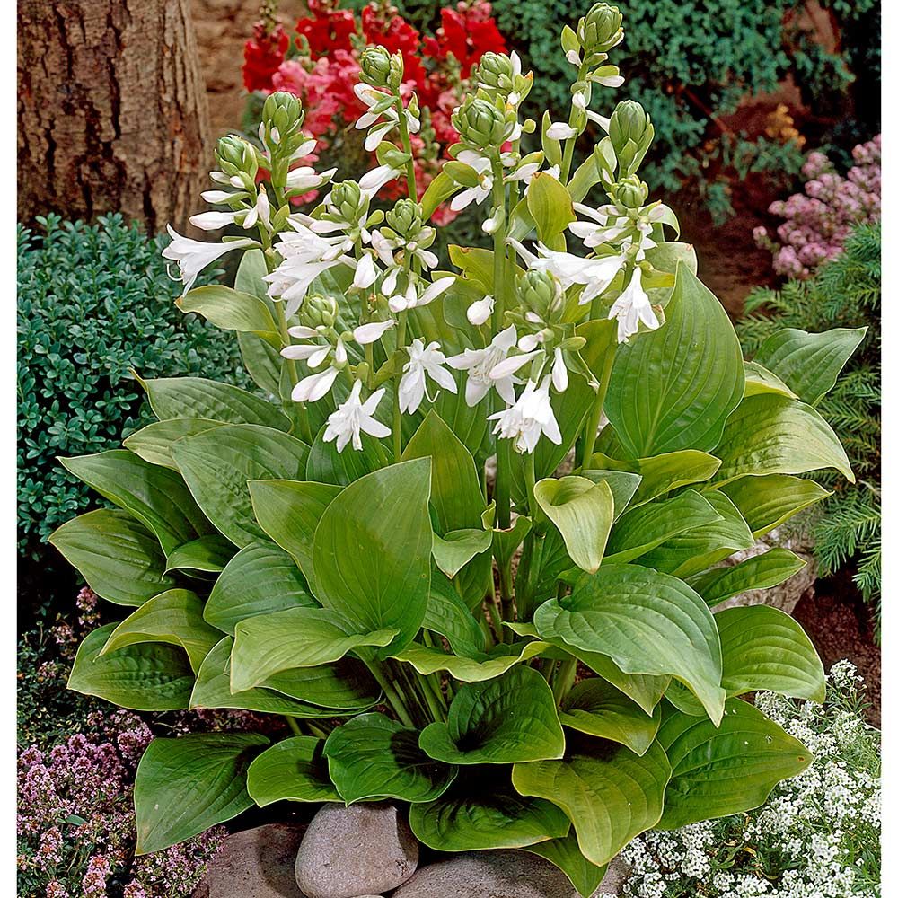 USA GROW 20 Seeds Royal Mix Hosta Seeds Perennial Seeds Home & Garden ...