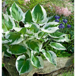  Hosta 'Patriot'