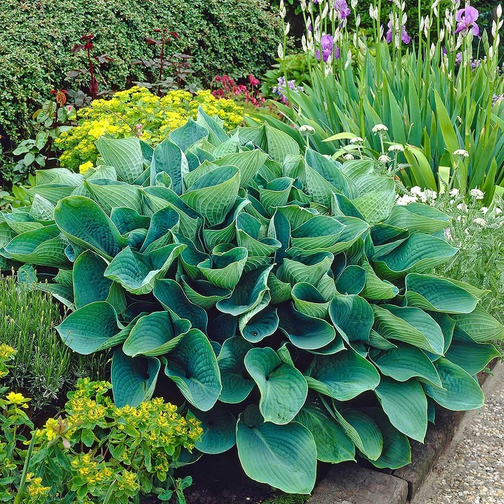 Hosta sieboldiana 'Elegans'