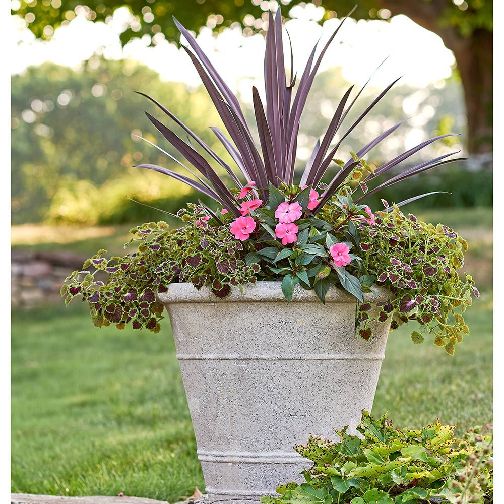 Albury Container Garden