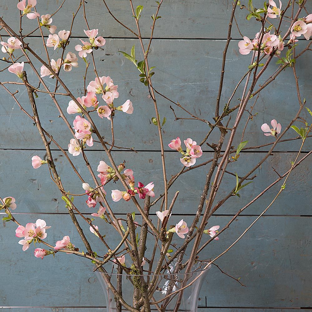 Quince Flowering Branches | White Flower Farm