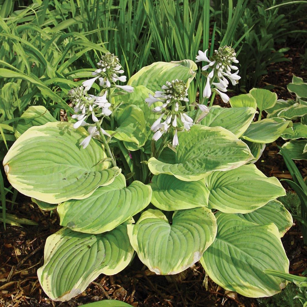 Hosta 'Fragrant Bouquet'