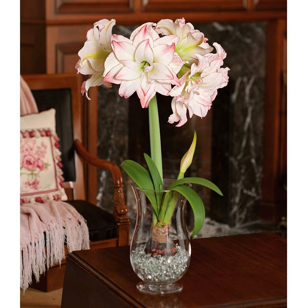 Amaryllis Aphrodite, 1 bulb, 11 1/2" hurricane vase, and clear gem