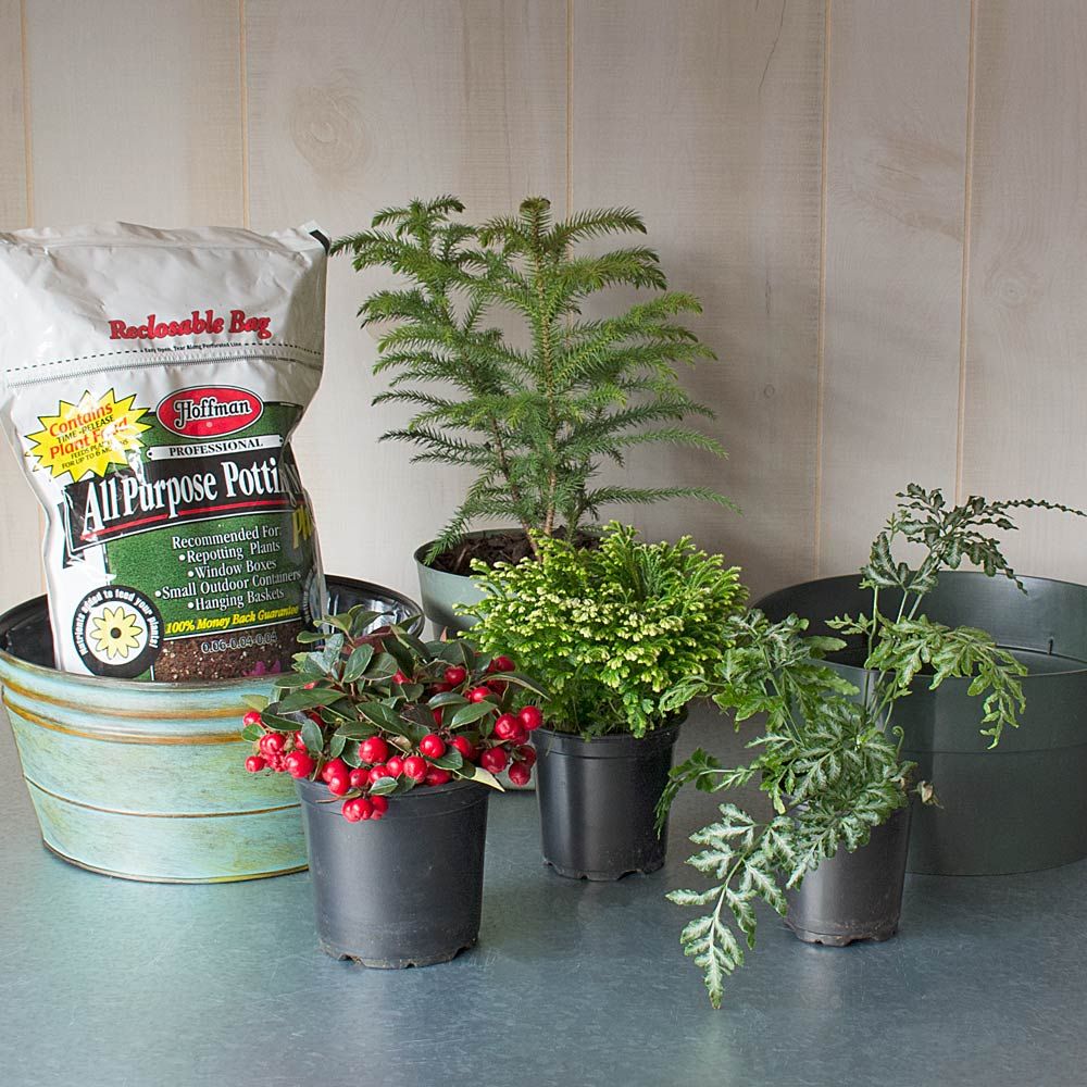 Holiday Dish Garden Kit White Flower Farm