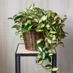 Houseplants Online Amp Best Houseplants White Flower Farm