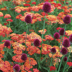  Achillea & Allium Collection - Red Highlights
