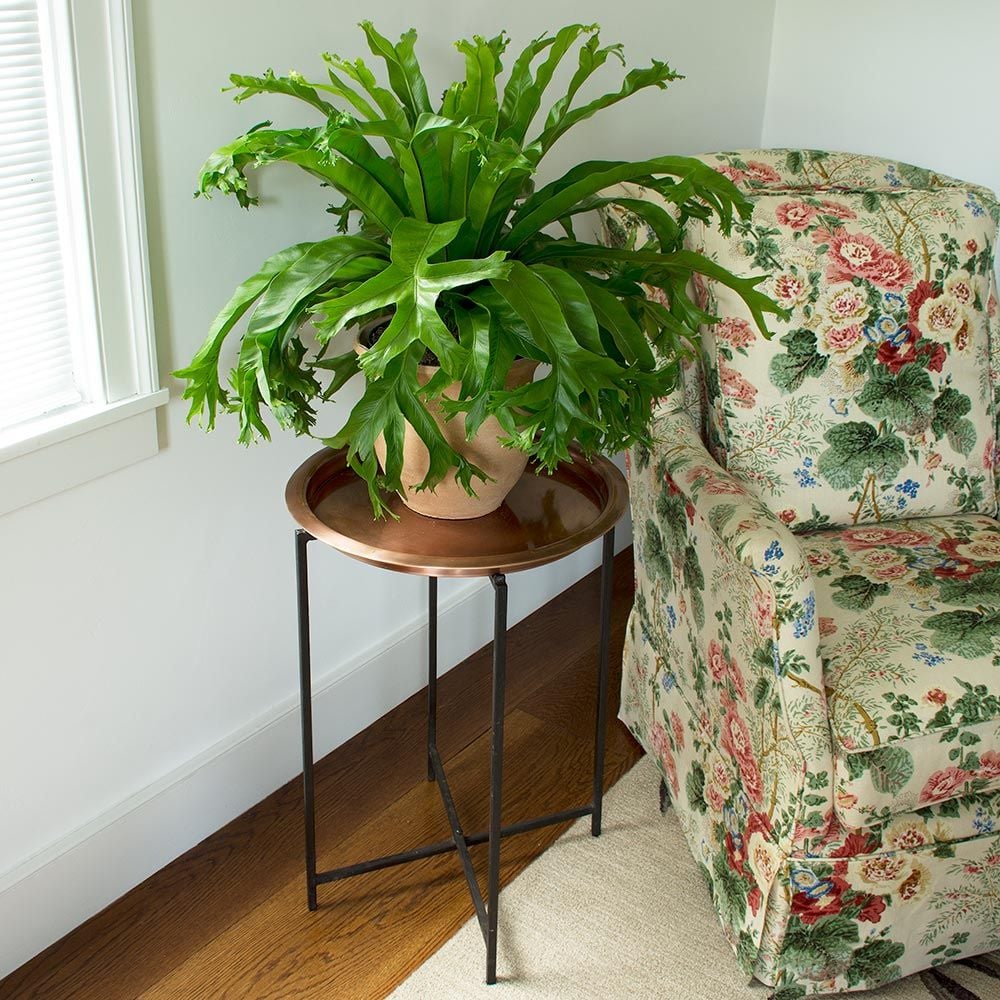 Copper Top Plant Stand White Flower Farm