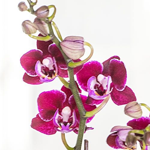 Deep Red Mini Moth Orchids in ceramic cachepot