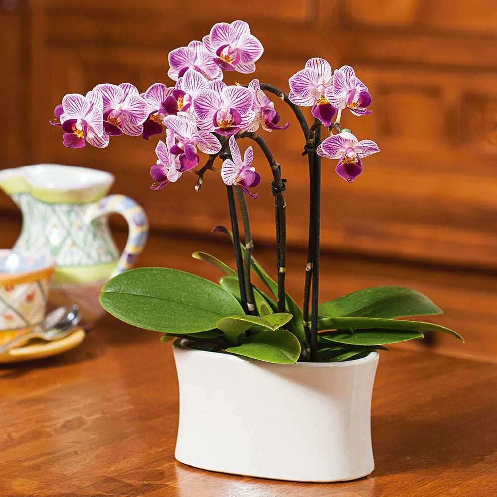 Purple-and-white Mini Moth Orchids in ceramic cachepot