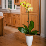 Yellow Moth Orchid in 5