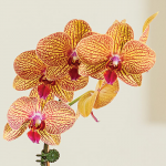 Kaleidoscope Moth Orchid - Thumbnail 2