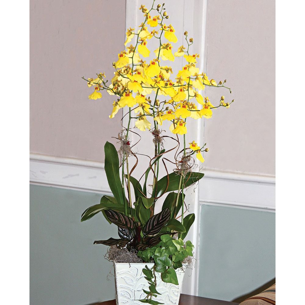 Sweet Sugar Oncidium Orchid Garden